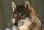wilki