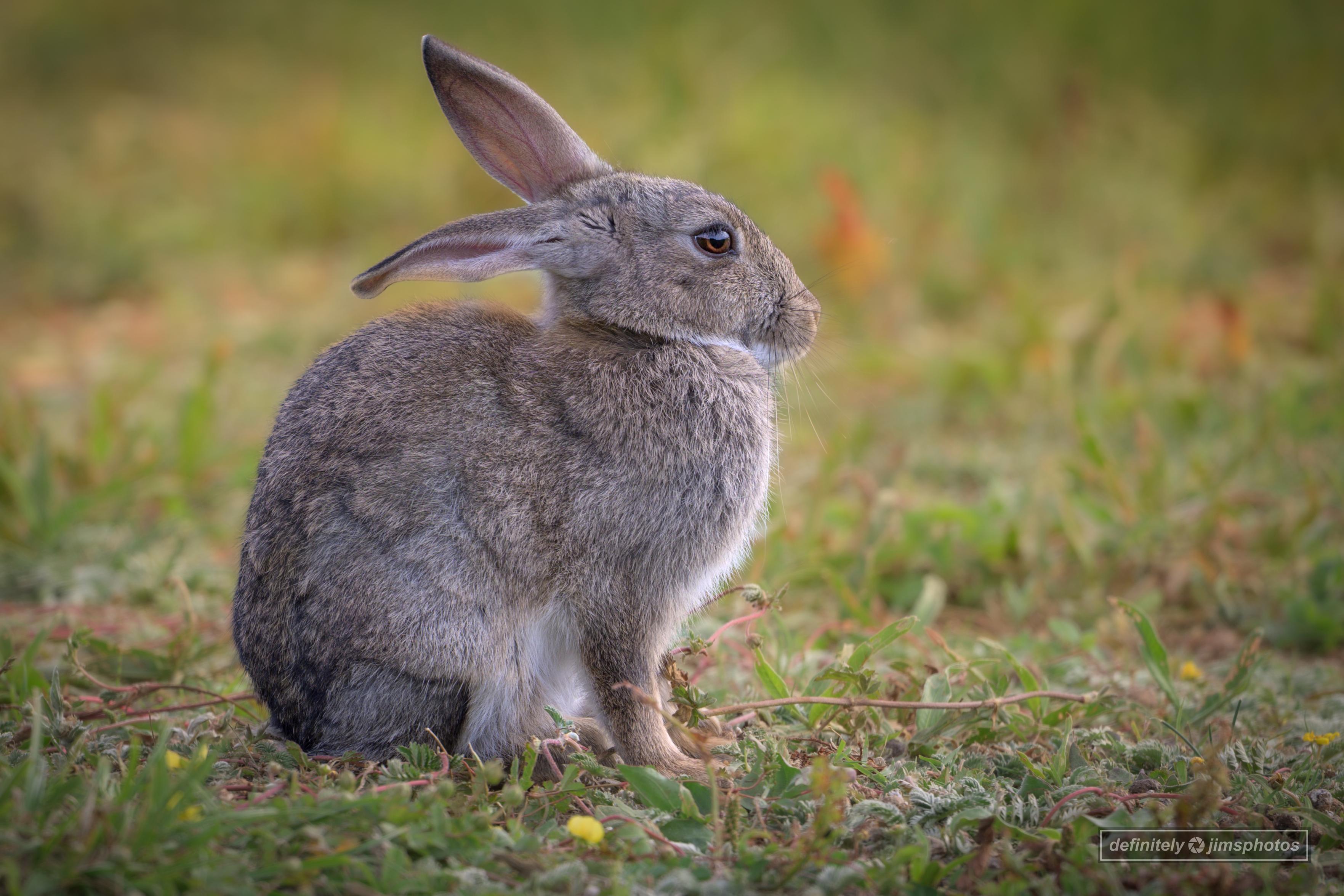A wild rabbit sits alertly on a patch of green grass, framed by a softly blurred outdoor background. Its large ears stand upright, and its brown eyes gaze attentively forward. The rabbit's dense, fluffy fur is subtly varied in tone, with hints of silver and taupe. The image highlights the texture of the rabbit’s coat and its poised demeanour in a natural setting