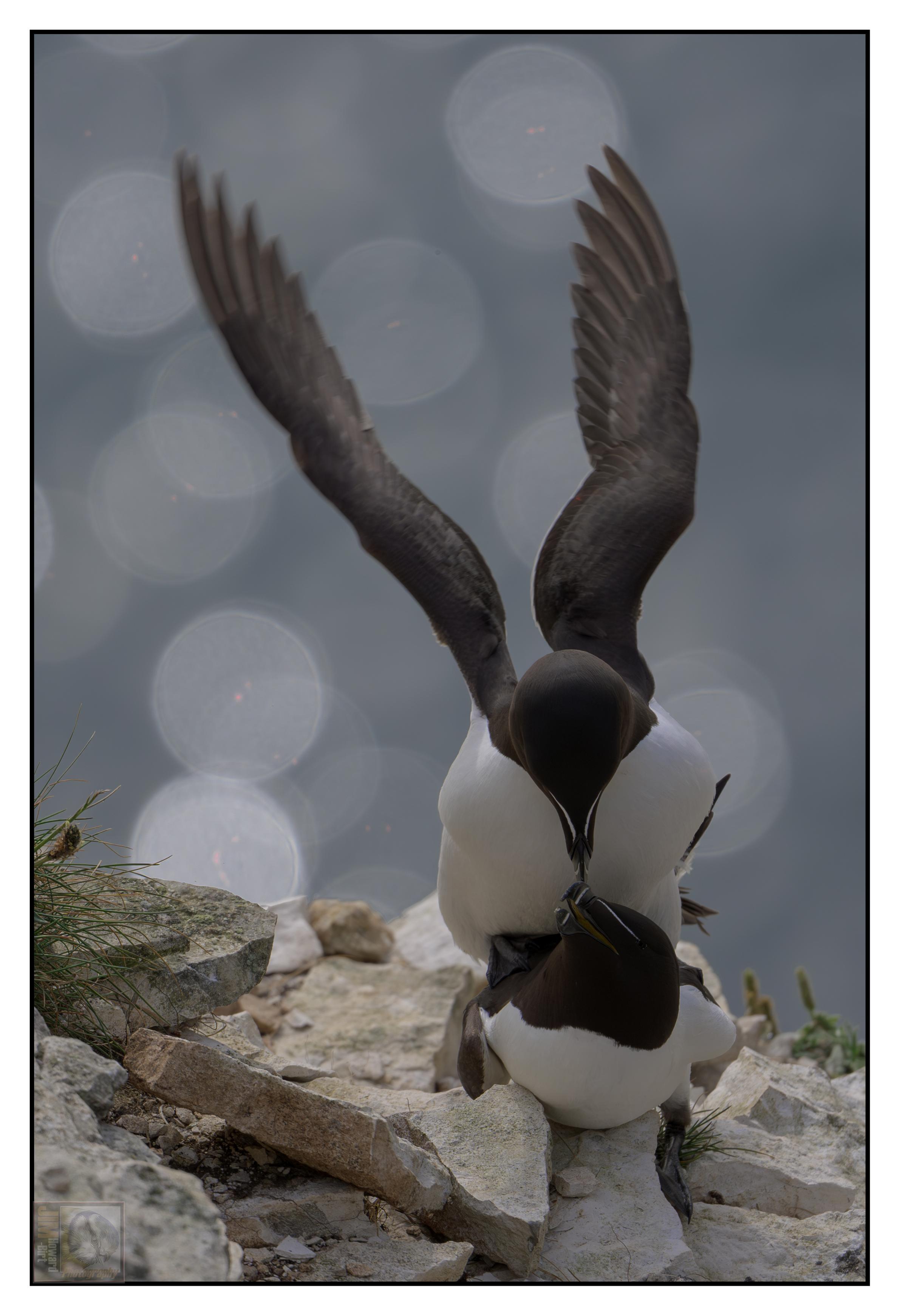 A Pair of black and white seabirds on a cliff