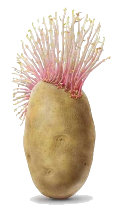 A potato, wearing pink Mohawk made of sprouts