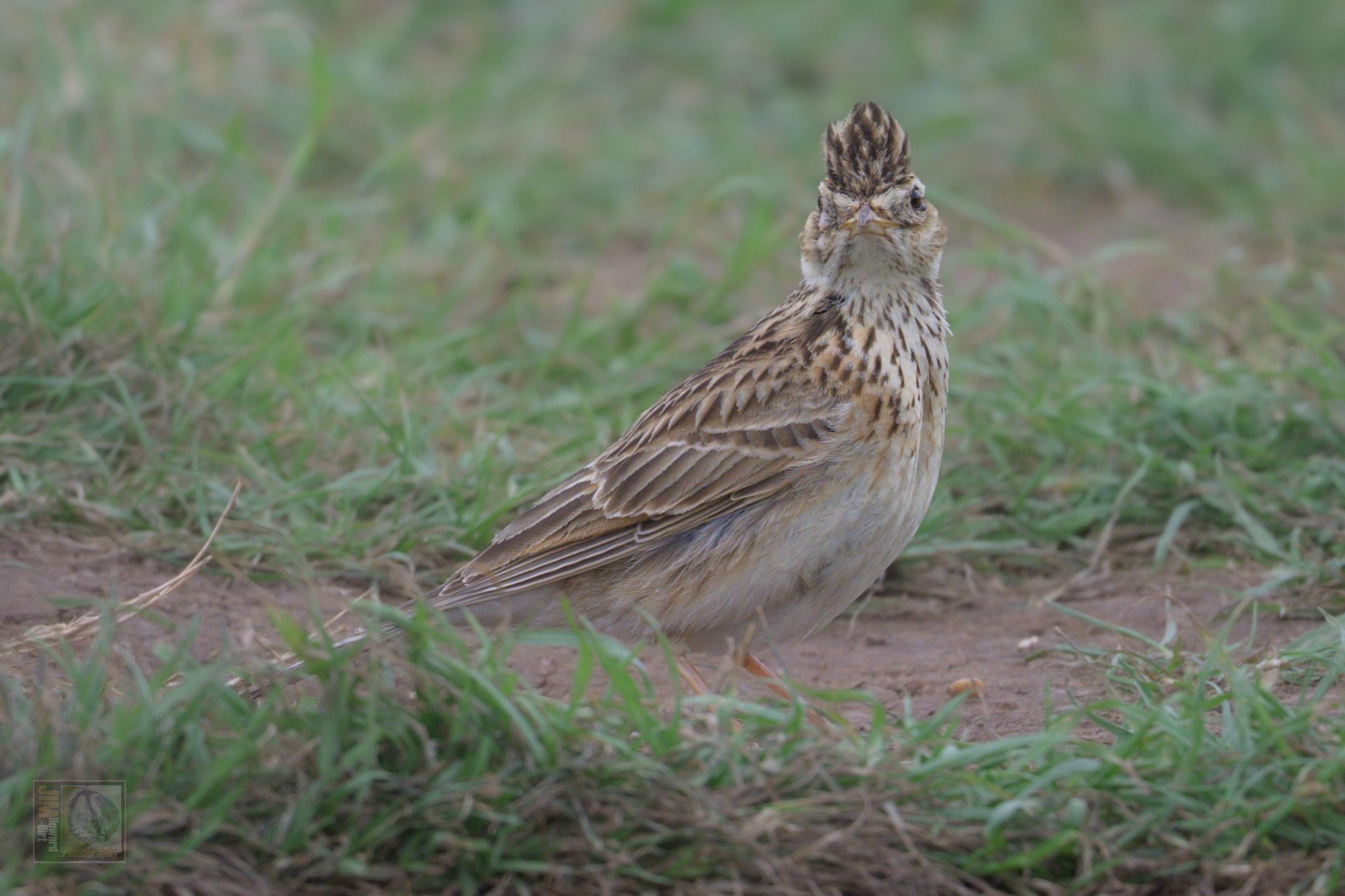 a small brown and cream bird with spikey head feathers