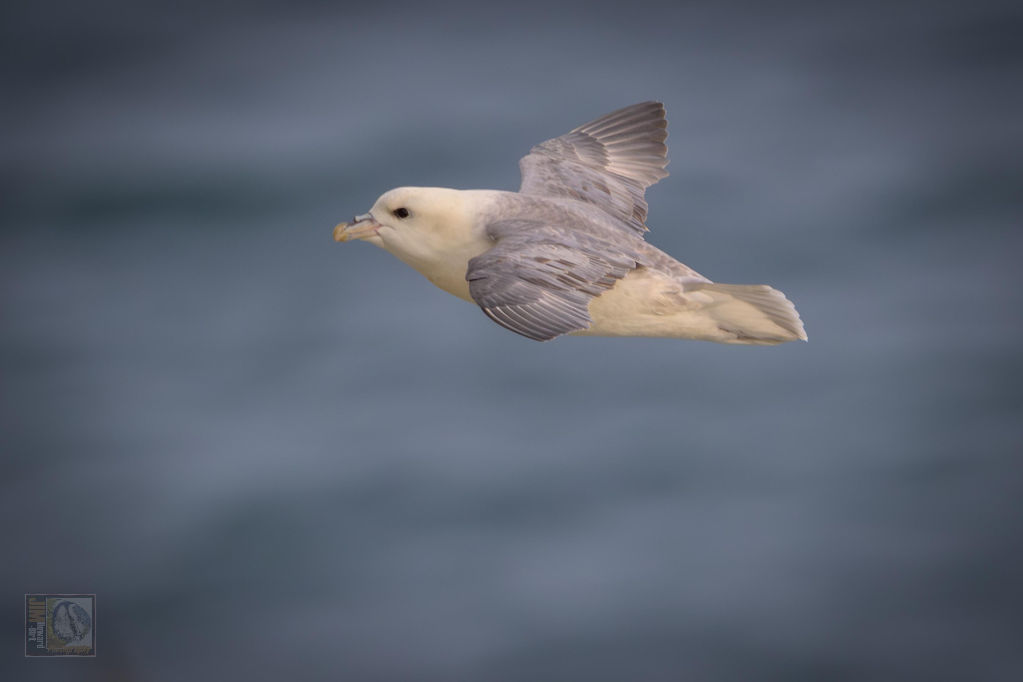 A sea bird  with a stocky build, stiff wings, and a distinctive tube-like nostril structure