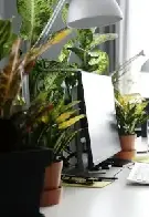 Jakie wybrać rośliny do biura?