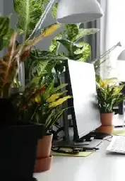 Jakie wybrać rośliny do biura?
