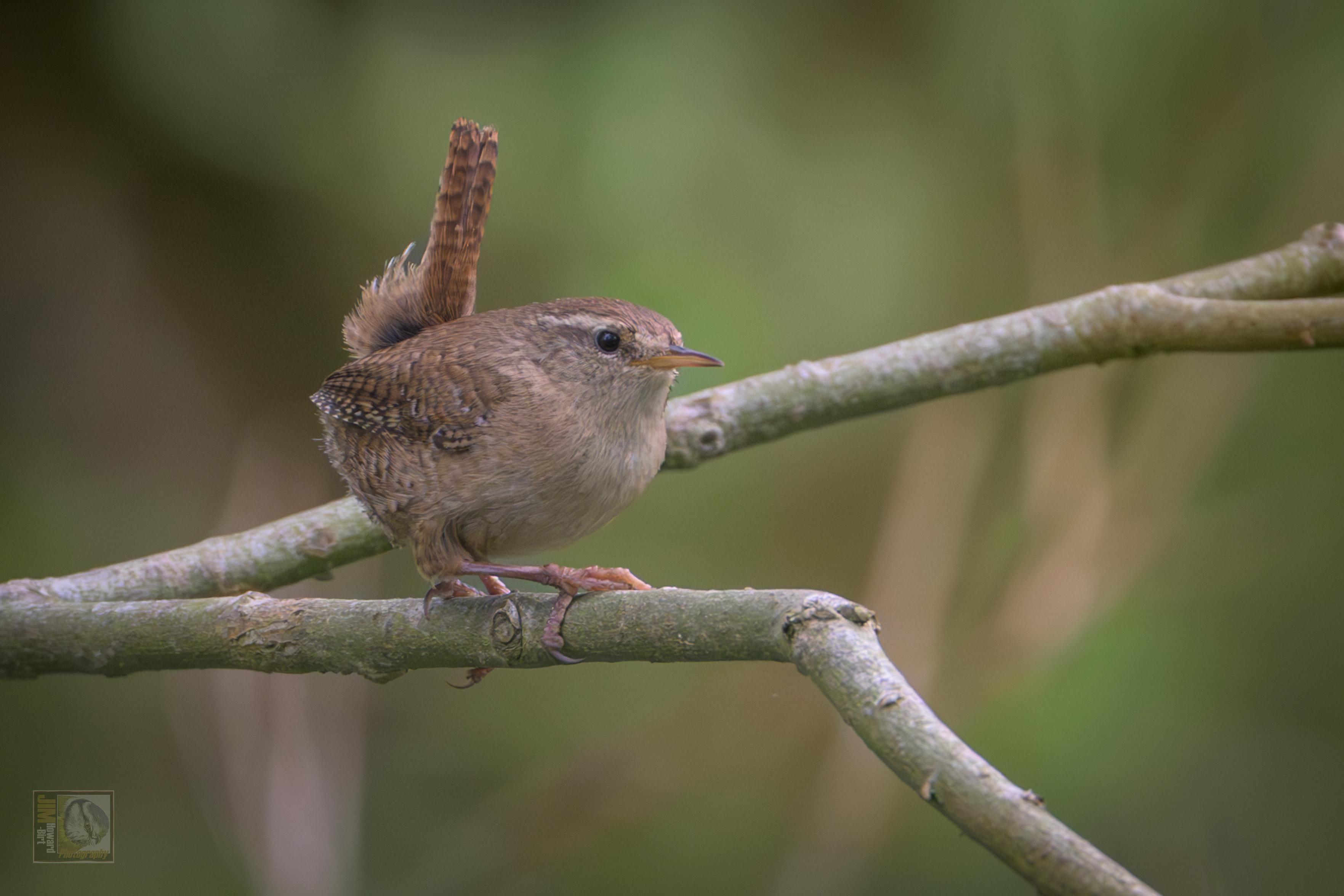 A small brown bird with its tail feathers pointing skyward 