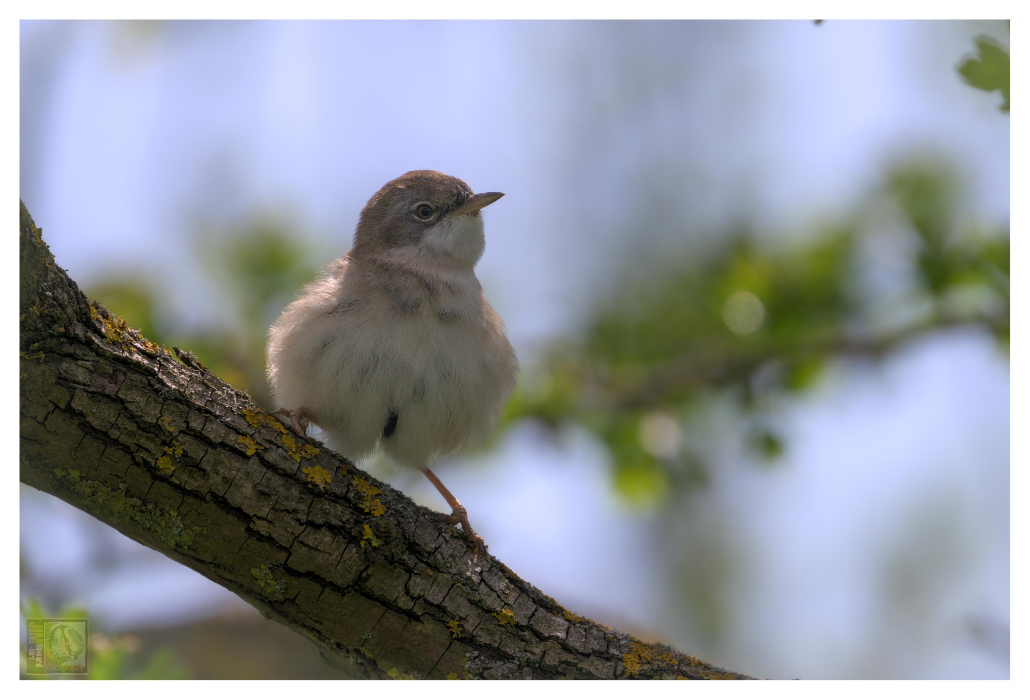 It has greyish-brown upperparts, with a reddish tinge to its wings and tail. Its throat and chest are pale white, while the belly is slightly buff. Male whitethroats have a distinct grey head and white throat, whereas females and juveniles tend to have duller plumage.