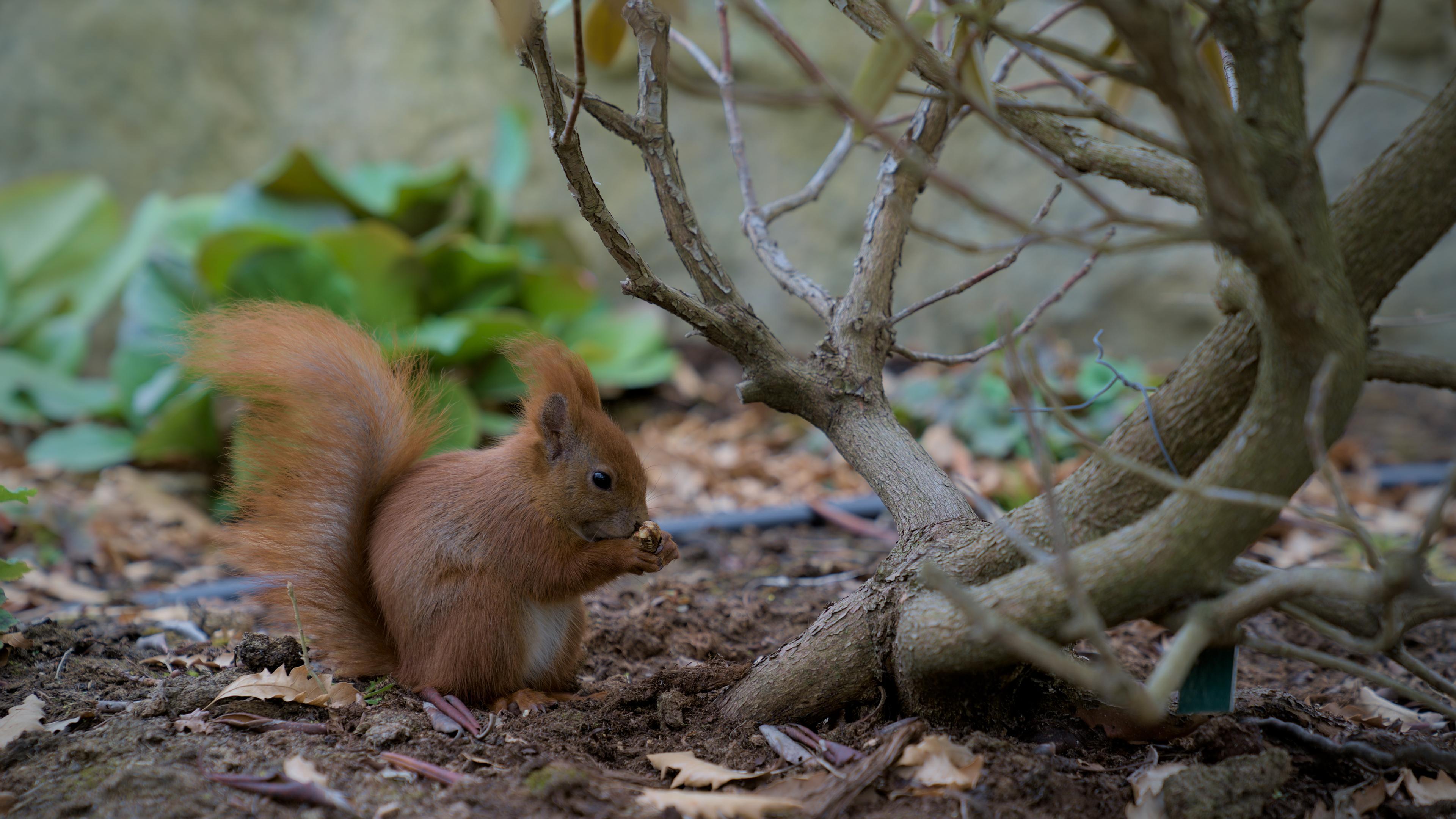 A squirrel sitting under a bush