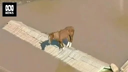 Caramelo, the Brazilian horse stranded on a roof by floods, is rescued after stirring the nation