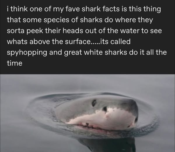 i think one of my fave shark facts is this thing that some species of sharks do where they sorta peek their heads out of the water to see whats above the surface.....its called spyhopping and great white sharks do it all the time <image of a great white shark spyhopping out of water>