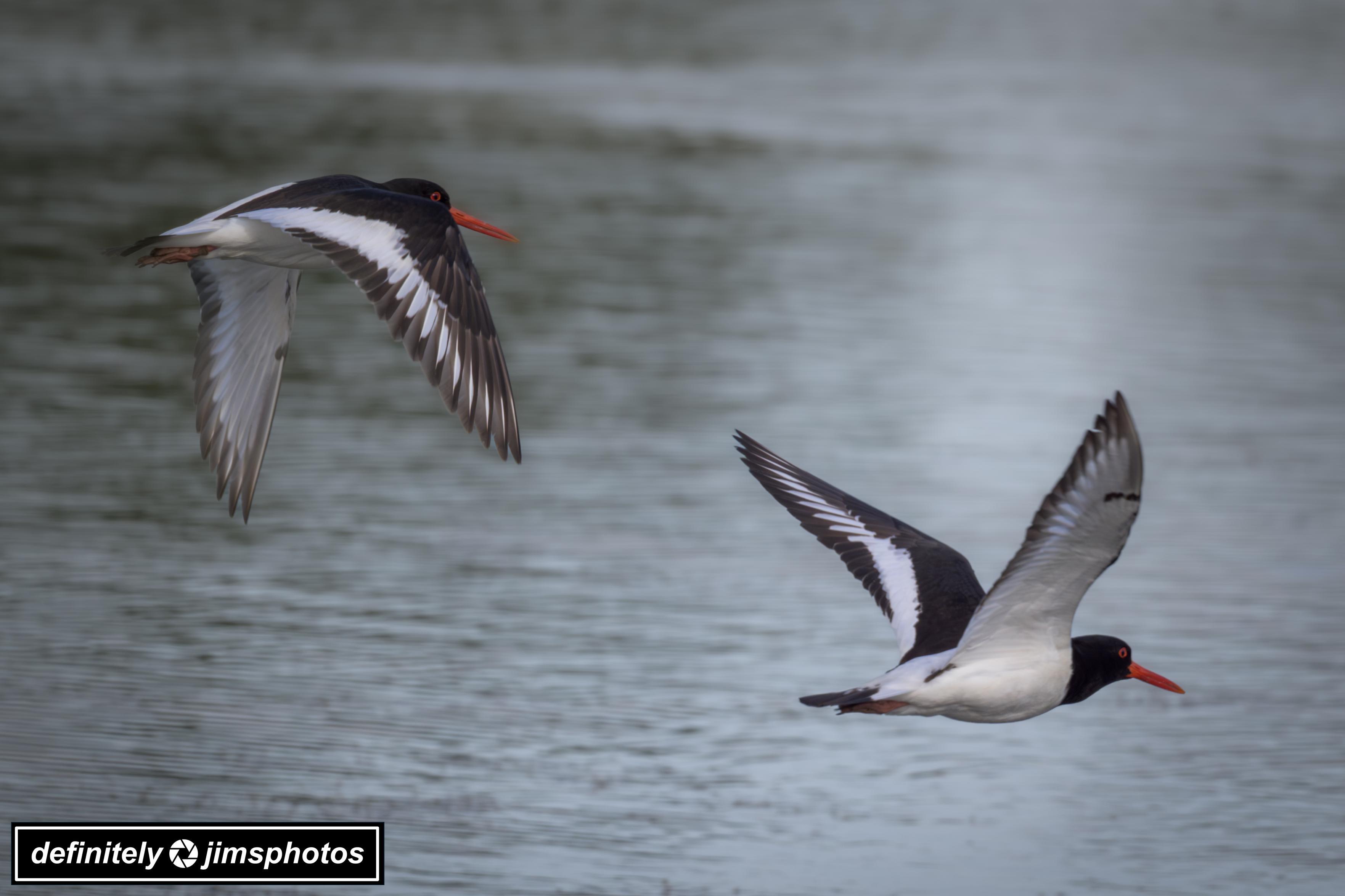 Two striking black-and-white birds, oystercatchers, soar over a calm body of water. Their bold orange-red beaks and eyes contrast vividly with the soft, muted blues and greys of the background. Wings fully outstretched, they appear frozen in mid-flight, conveying motion and grace.