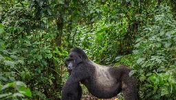 "W pojedynkę ocaliła cały gatunek". Dian Fossey ochronę goryli przypłaciła życiem