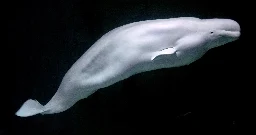 Wojskowy wieloryb zauważony u wybrzeży Szwecji. Wyszkolili go Rosjanie