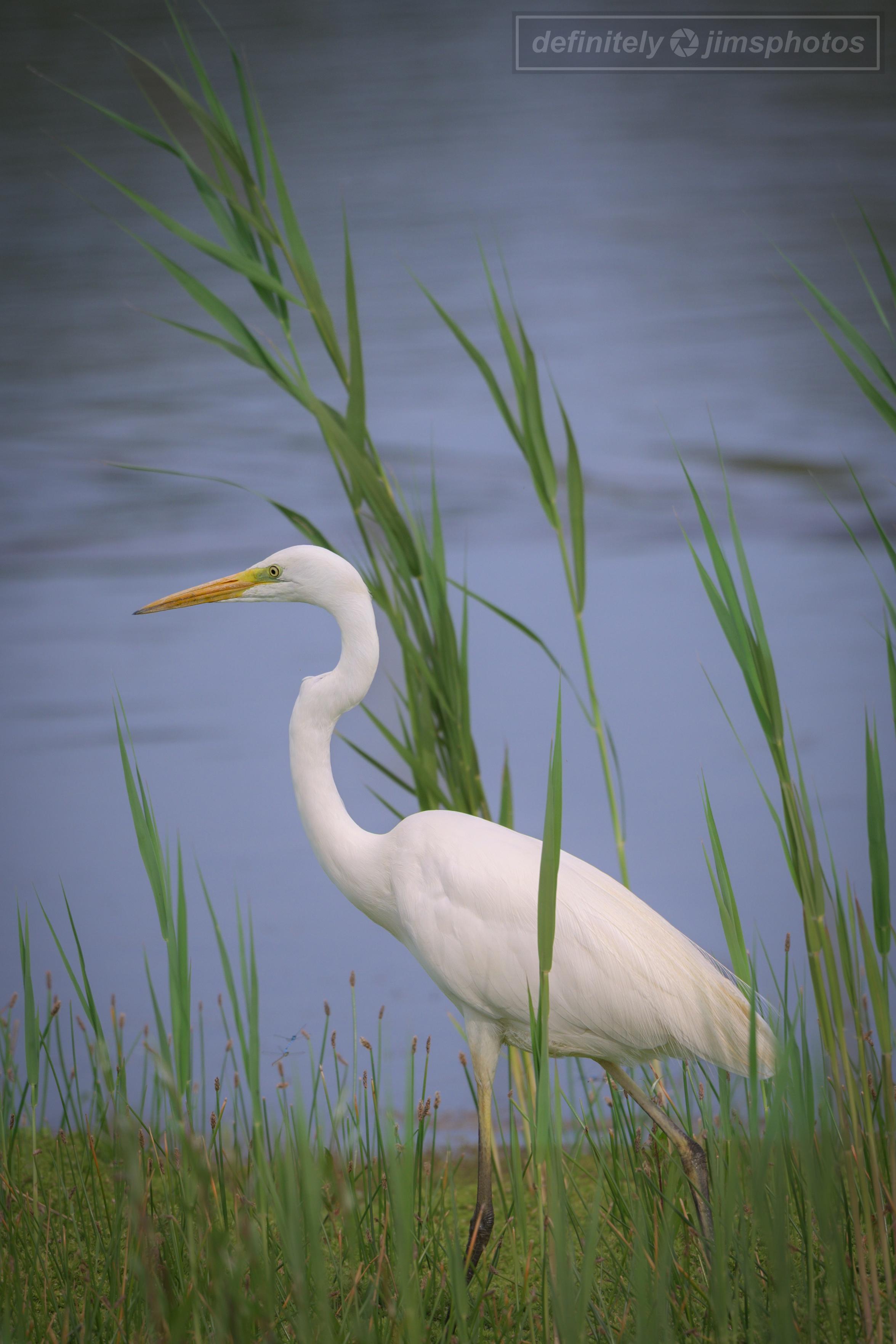 Great White Egret (Ardea alba), which stands out with its long S-curved neck, dagger-like yellow bill, and black legs and feet.