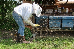 Scientists develop a drug to protect honey bees from viruses