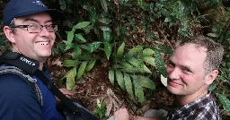 Niezwykłe odkrycie na Borneo. Palma, która kwitnie i owocuje pod ziemią