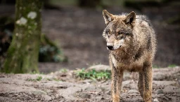 Wilki w Polsce niemal wyginęły. Cudem udało się je ochronić