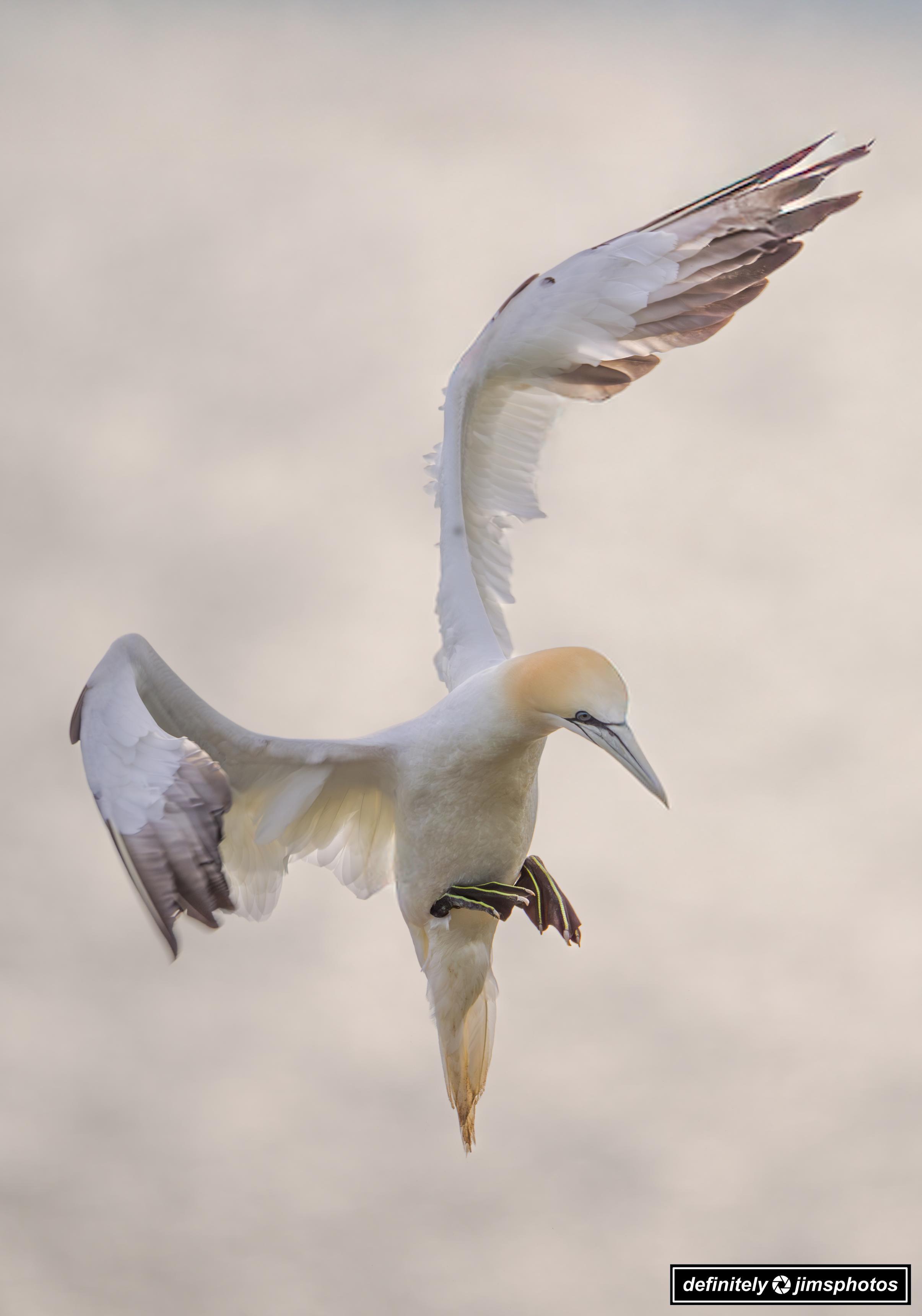  Northern Gannet in mid-flight, wings fully extended and slightly arched as it descends gracefully. The bird’s sleek white body contrasts with its yellowish head and black-tipped wings. Its sharp beak points downward while its green-lined, webbed feet are tucked close to its body. The background is softly blurred in neutral tones, drawing attention to the bird’s dynamic pose