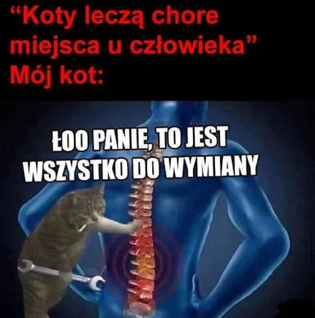 "Koty leczą chore miejsca u człowieka" mój kot:
