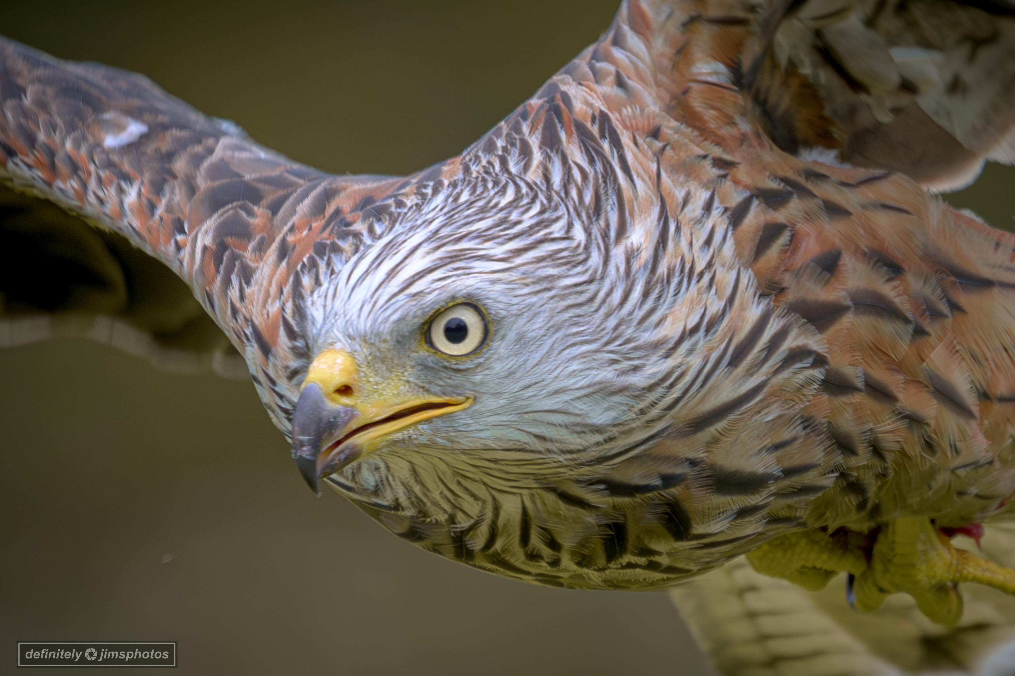 a close up photo of a bird of prey in flight