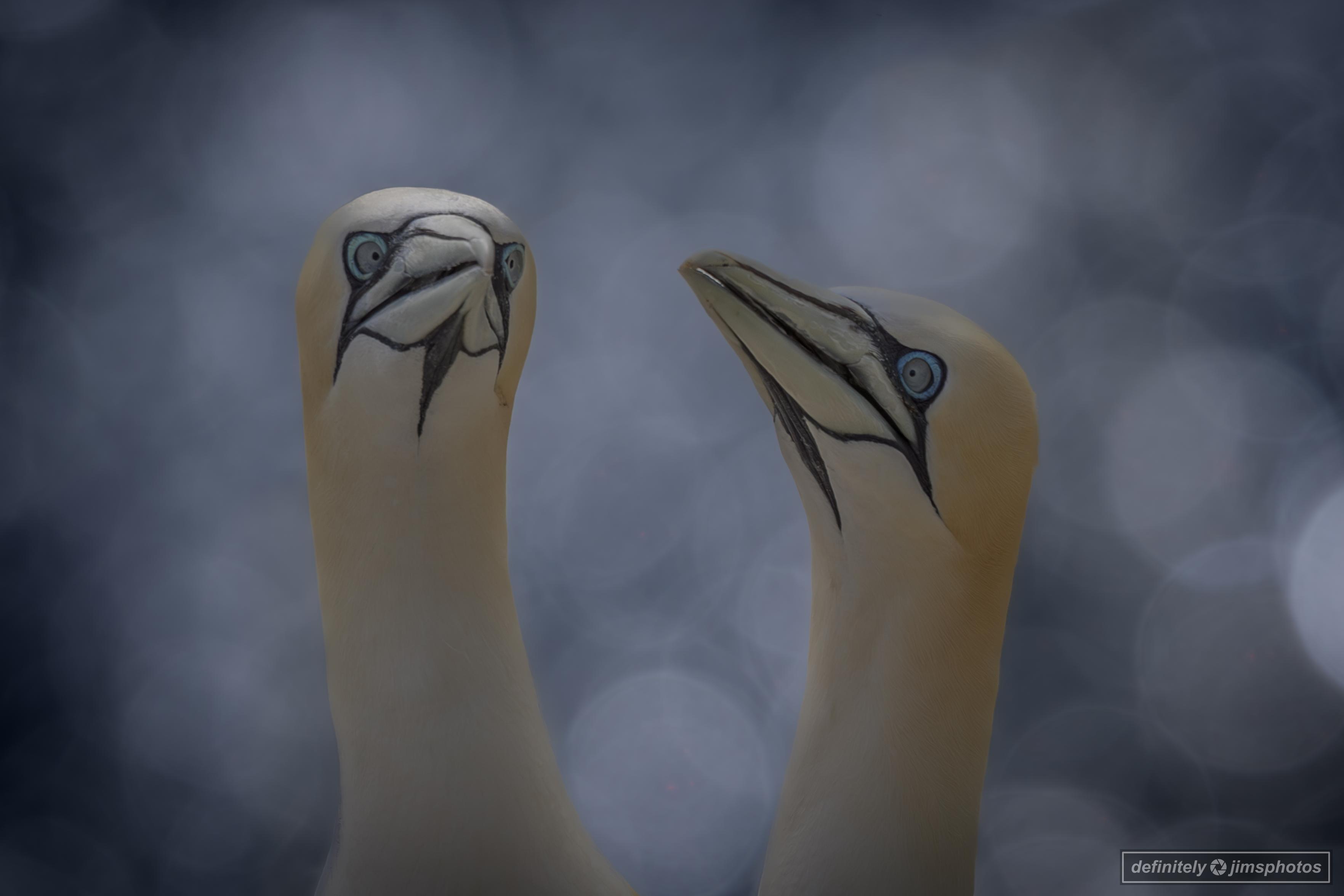 a pair of white seabirds 