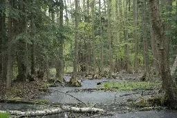 157 ludzi nauki apeluje o utworzenie rezerwatu Suchedniowskie Lasy Naturalne w Puszczy Świętokrzyskiej