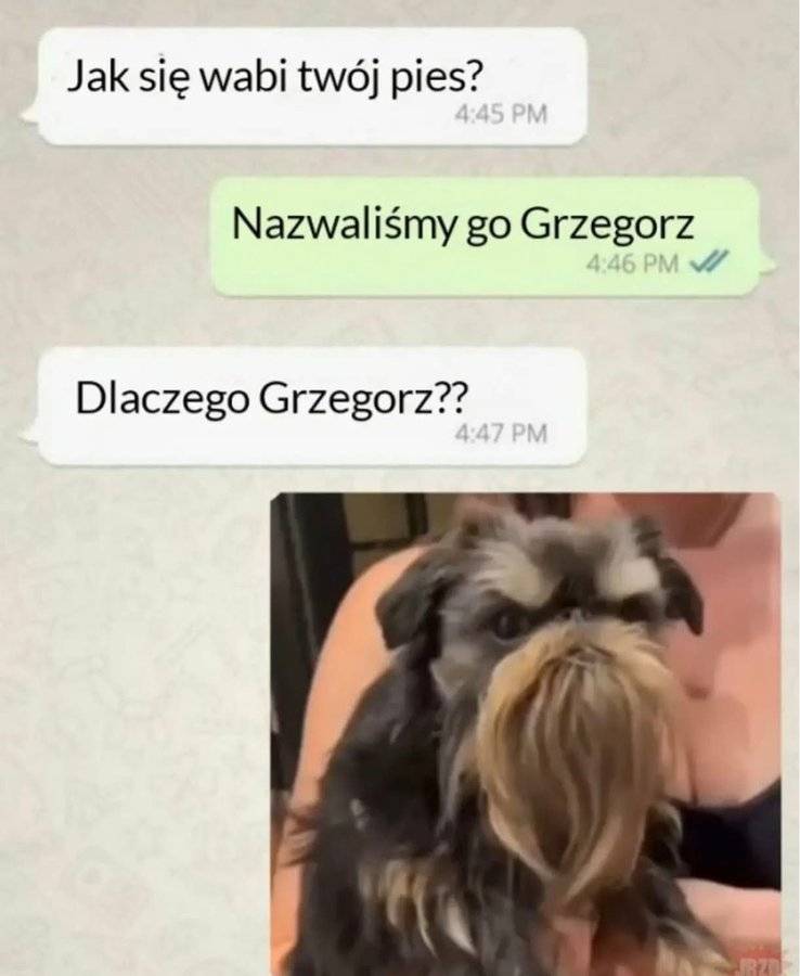 Zdjęcie psa wyglądającego jak mądrzejsza wersja Grzegorza Brauna
