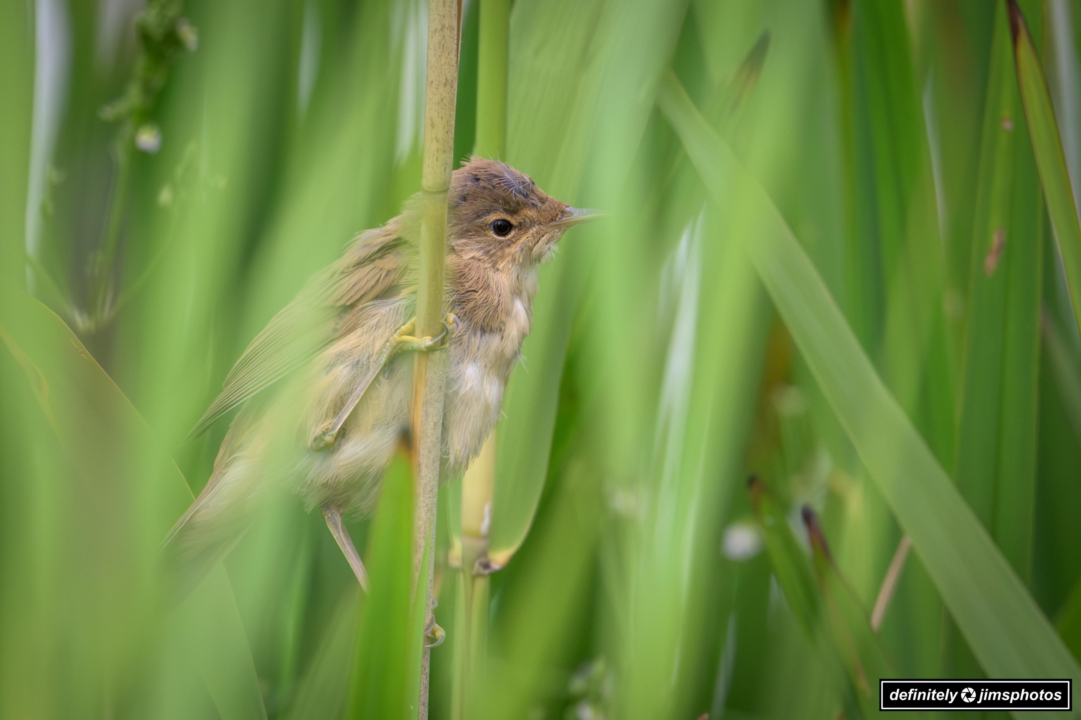 Reed warblers plumage is a soft, downy blend of brown and buff tones—more muted than the adult’s olive-brown upperparts—and its underparts are typically pale, with hints of warmth around the flanks.