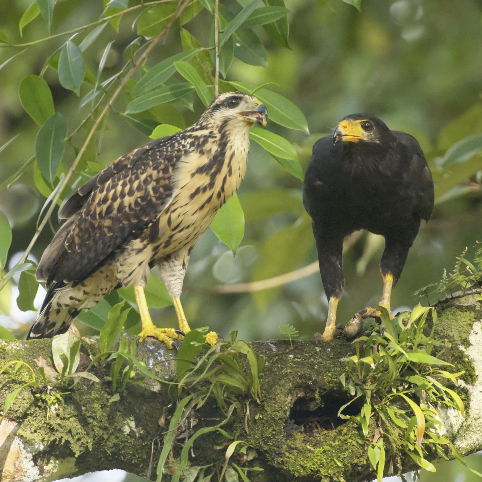 Two hawks sit on a tree. The brown and beige hawk on the left is beak open and ready to be fed. The black hawk on the right has a snail clutched in her foot. The tree is moss and bromeliad covered. The background is green leaves. This is a juvenile and parent Common Black Hawk. Although the juvenile looks large and strong enough to be independent, this bird is still being fed by the parents. Osa Peninsula, Costa Rica. Photo by Peachfront