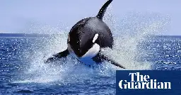 The orca uprising: whales are ramming boats – but are they inspired by revenge, grief or memory?
