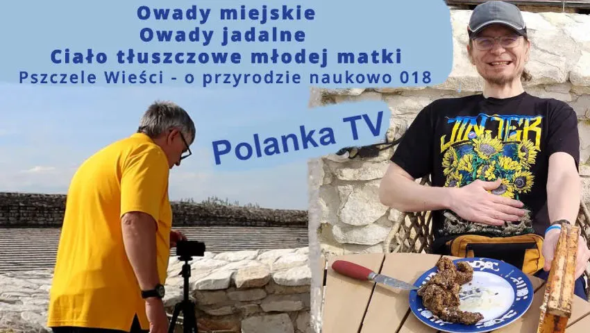Miejskie i jadalne owady, ciało tłuszczowe młodej matki - Radio Warroza Pszczele Wieści