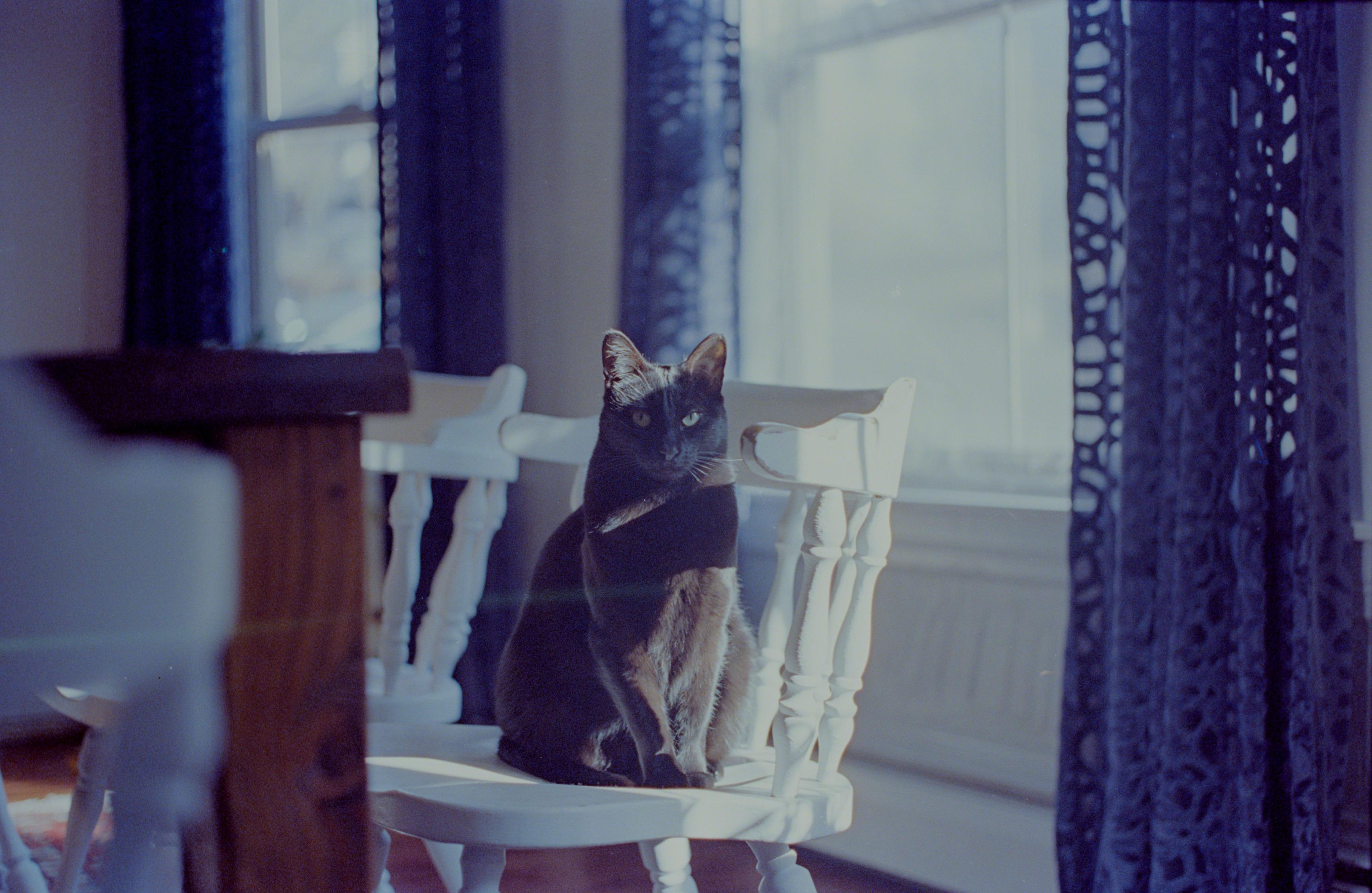 A black cat sitting pretty on a painted white wooden chair. The natural light streaming through the window highlights the rust-color in her fur. She's a pleasantly plump kitty. She looks at the the viewer as if saying, "Yeah, I'm beautiful, I know." She is, and she does. Her name is Suzie.