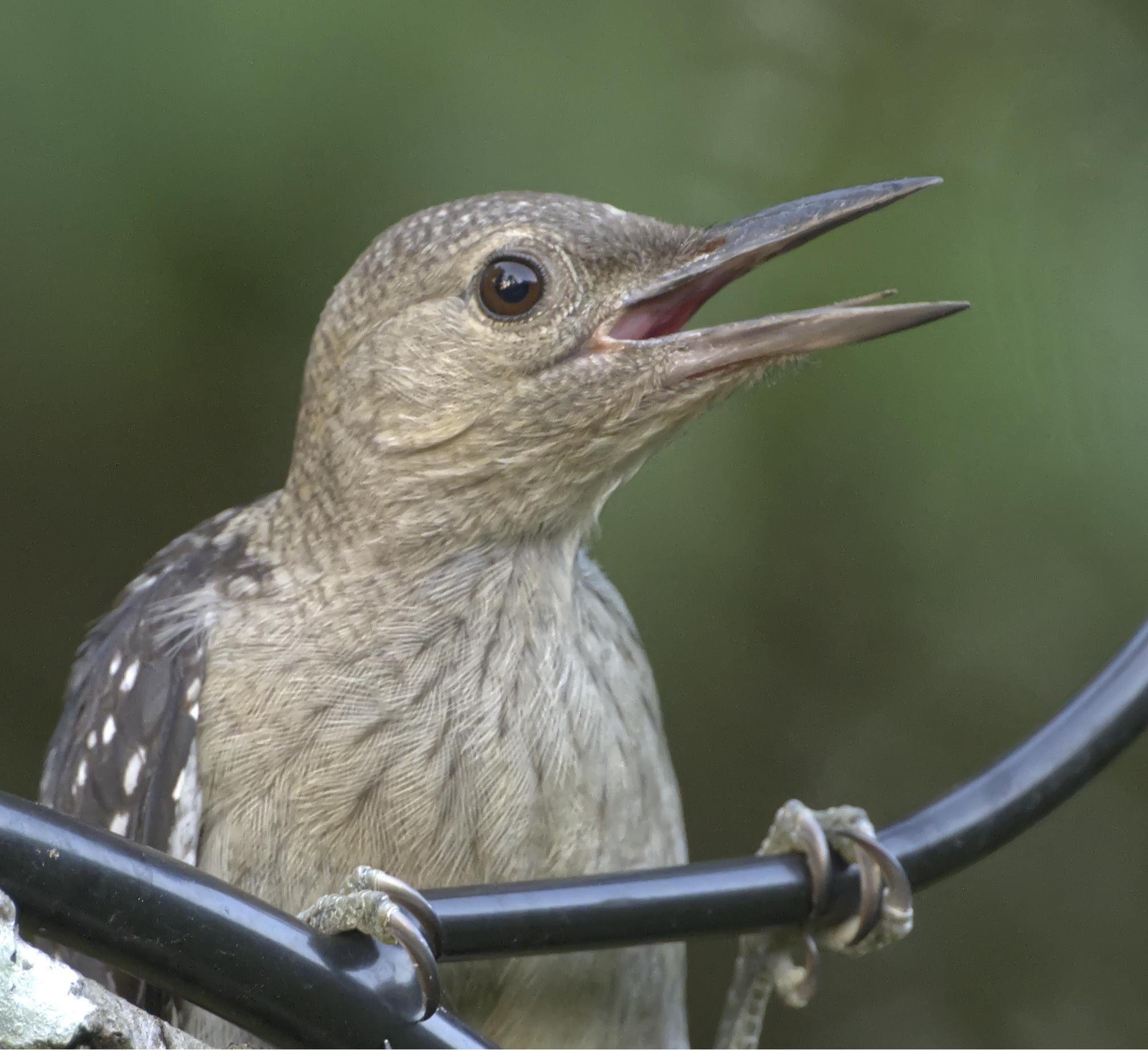 A gray bird with an open beak is perched in a sort of "chin up" posture wthat makes it look like birb is griping about something while just casually doing a few chin ups. THis is my fledgling Red-bellied Woodpecker that has been hanging around the yard. Photo by Peachfront. July 8, 2025.