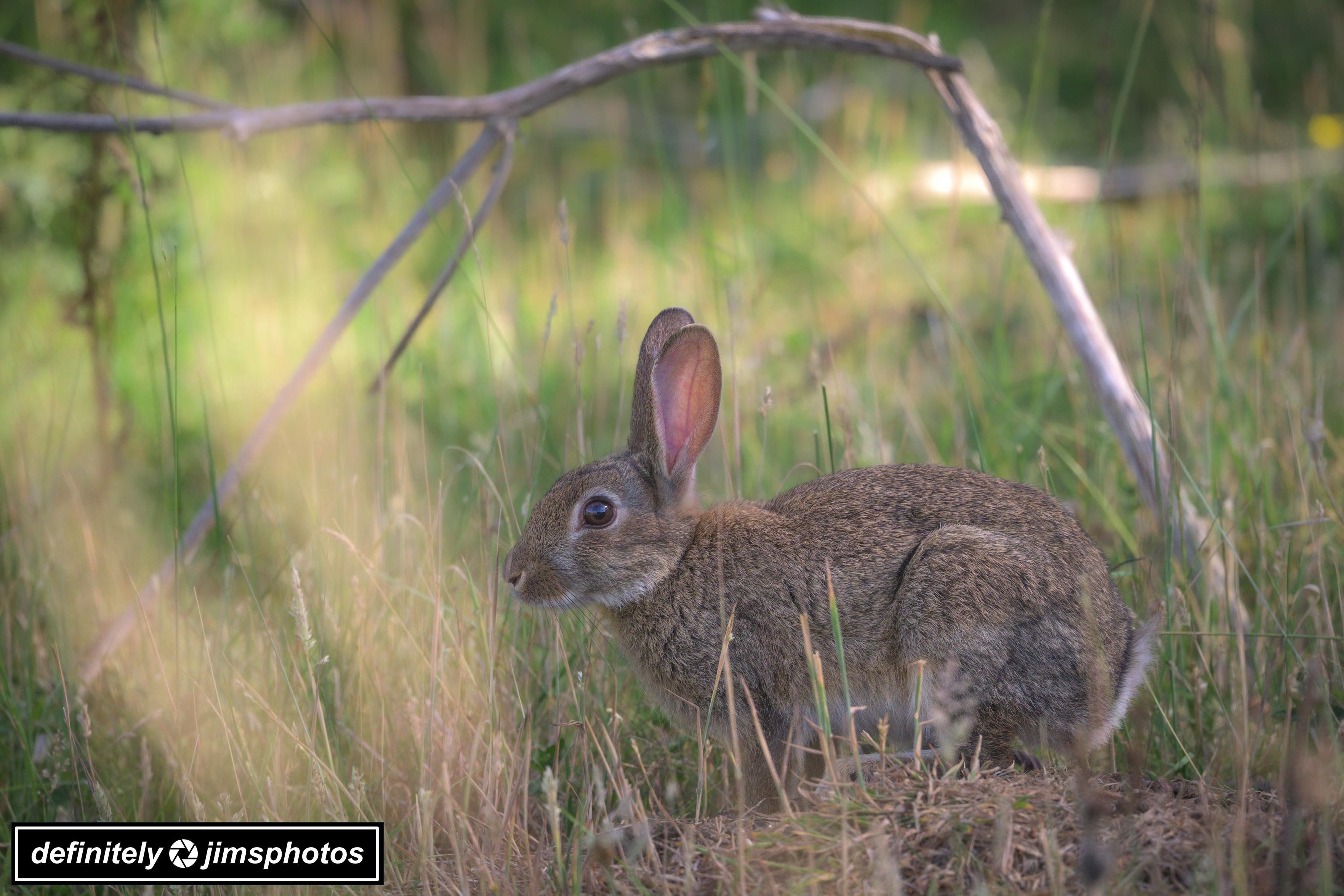 A wild rabbit sits in a grassy clearing, surrounded by tall, dry grass and scattered branches, with soft sunlight filtering through the greenery.