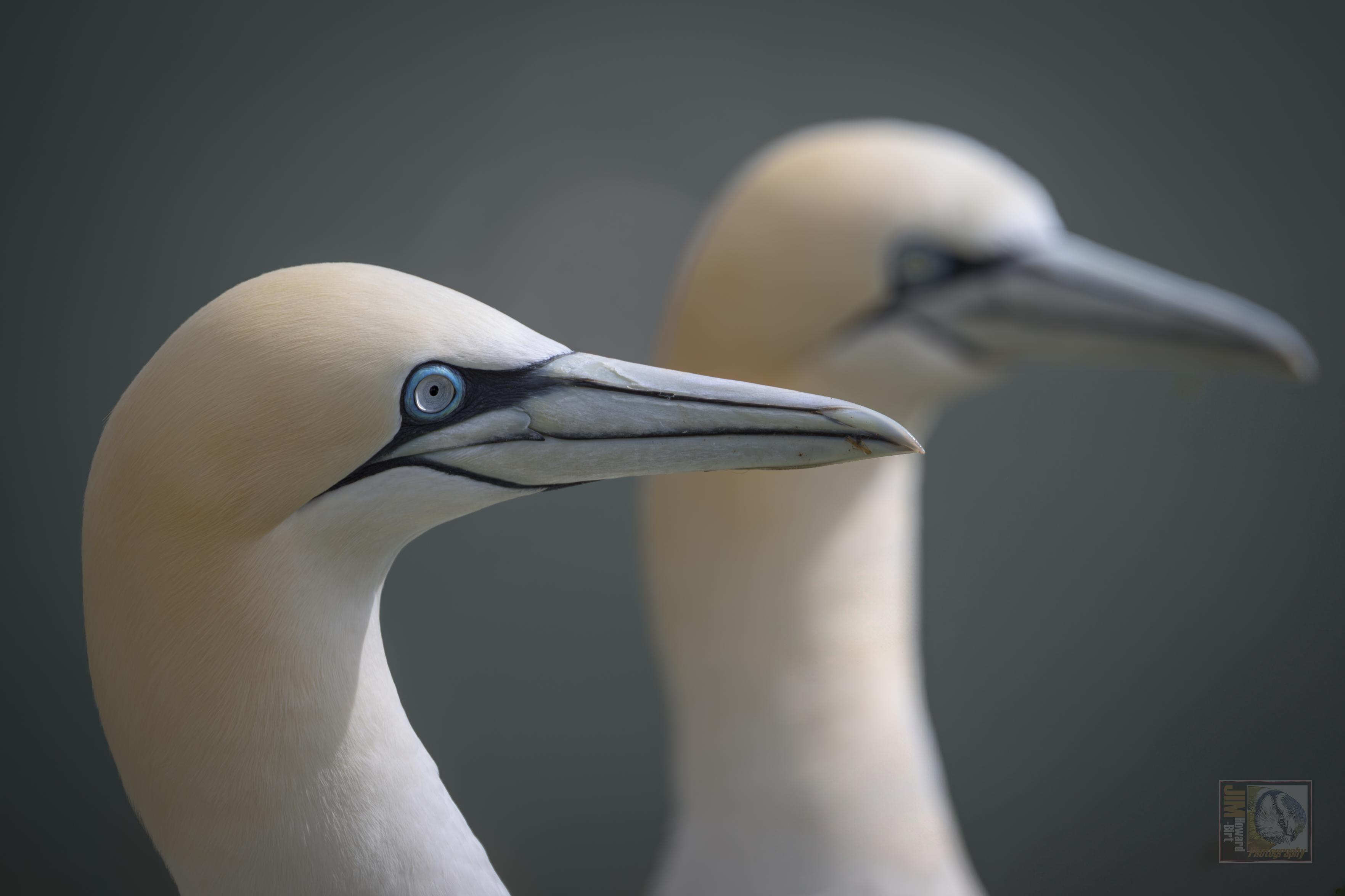 a photo of 2 sea birds 