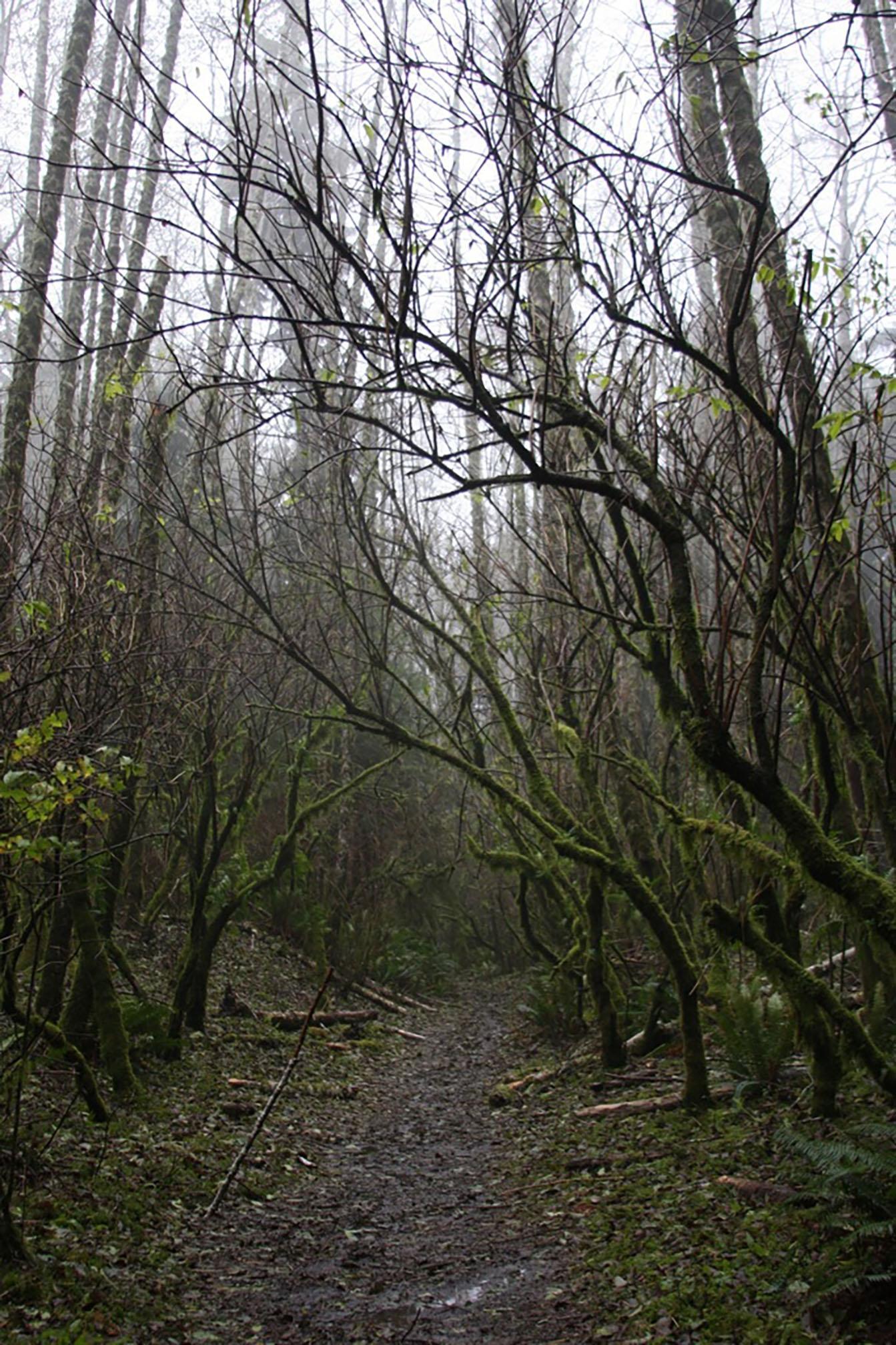 A muddy, very narrow path leads between branches and trees, mostly devoid of leaves, with a misty grey sky behind them.