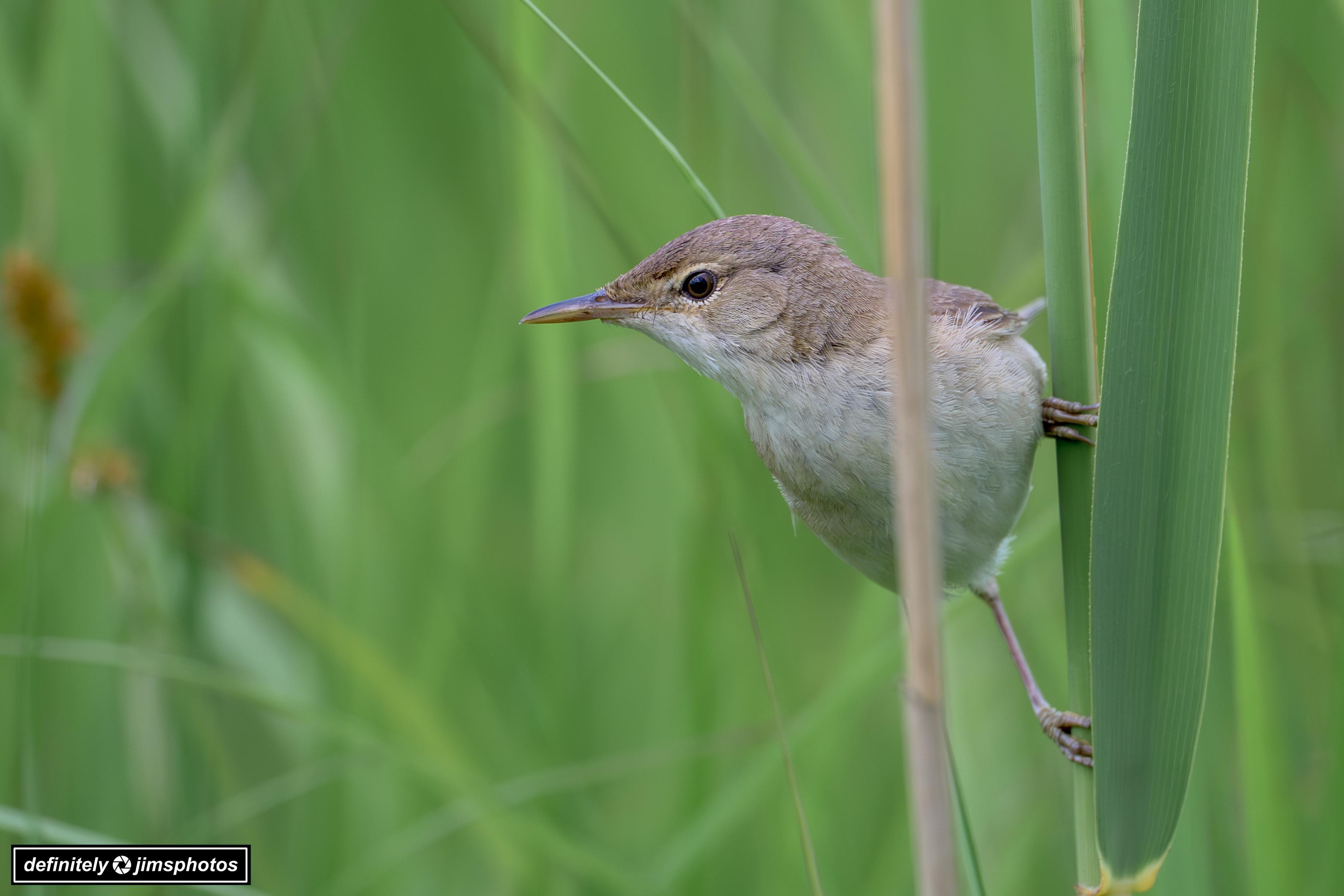 The female reed warbler, like the male, is a modestly plumaged bird—warm brown above with paler buff underparts, a pale throat, and a faint stripe in front of the eye.