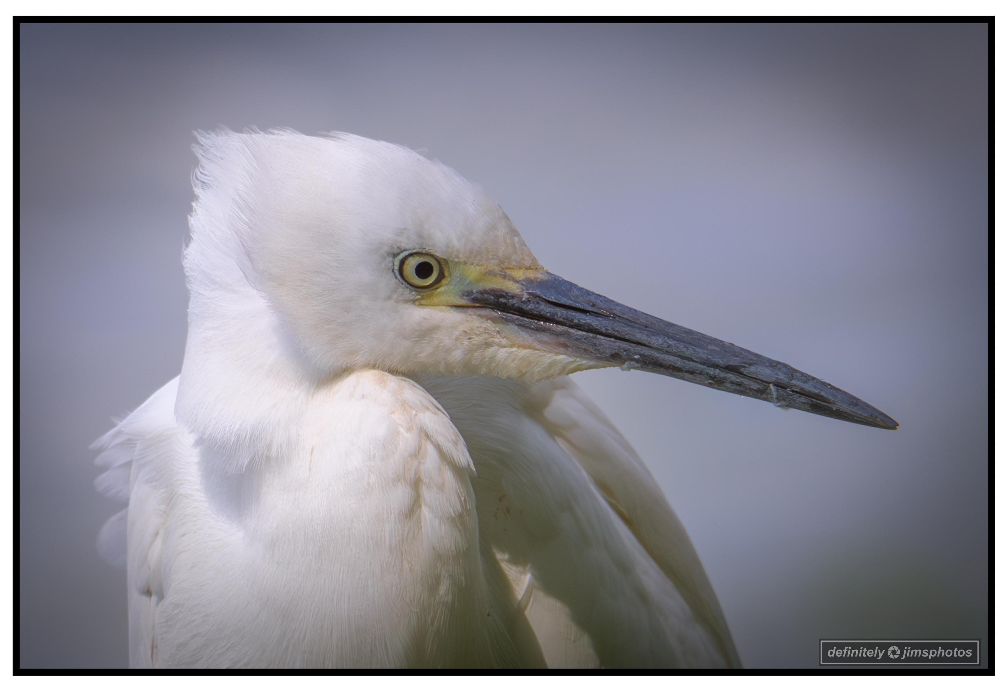 A Little Egret looking unimpressed