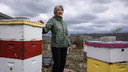 ‘For the bees’: Retiring U of M entomologist Marla Spivak reflects on long career of bee science, advocacy