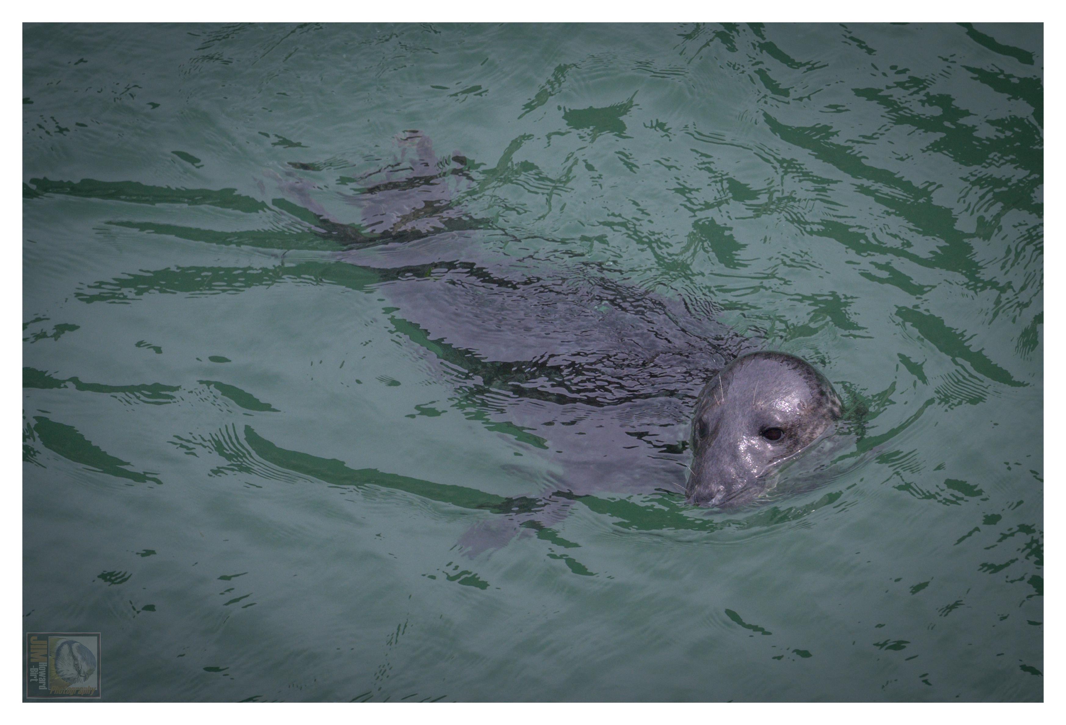 A grey Seal swimming in the North Sea