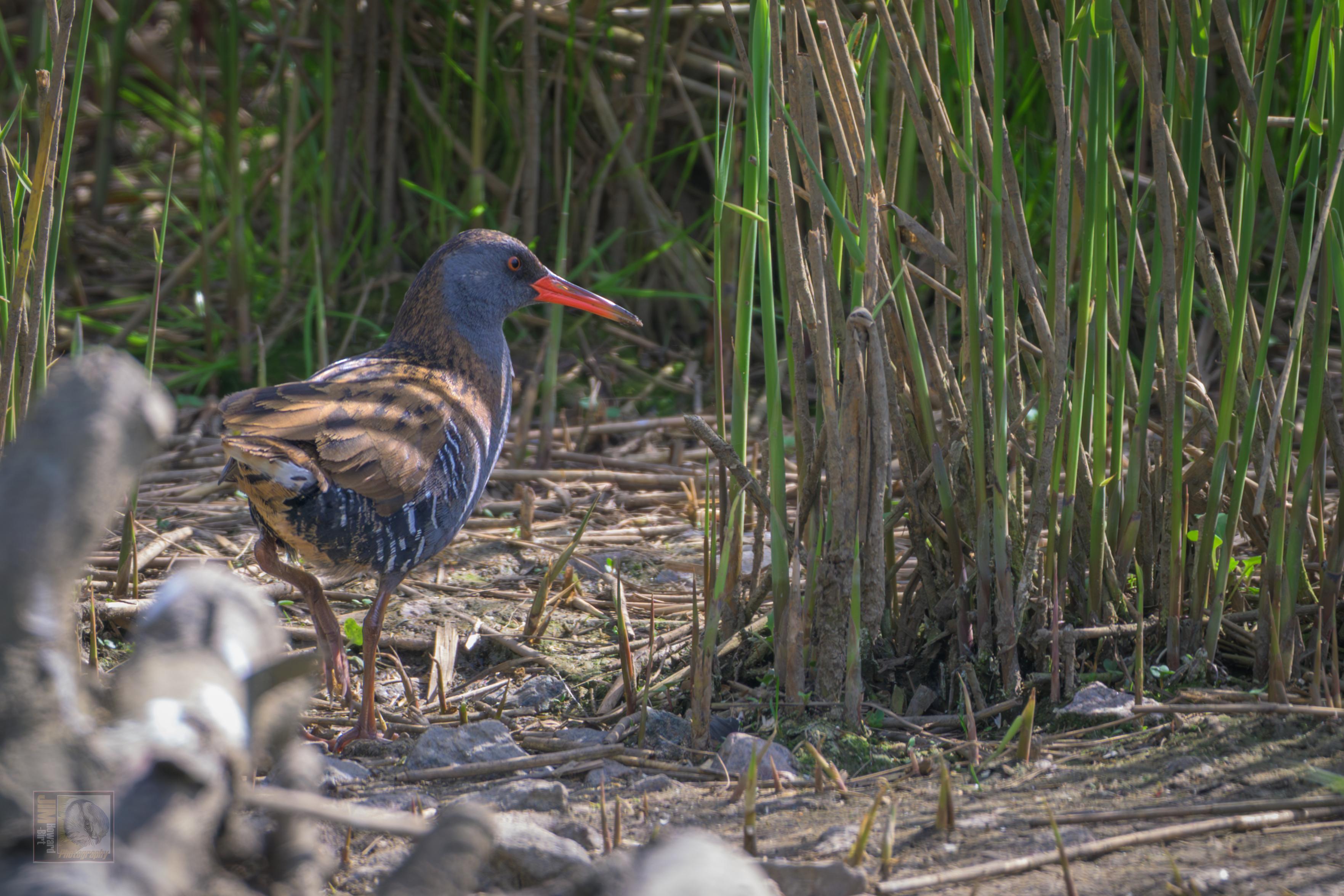 a small and elusive wading bird