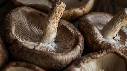 Boost your vitamin D levels by bathing mushrooms in sunlight before eating