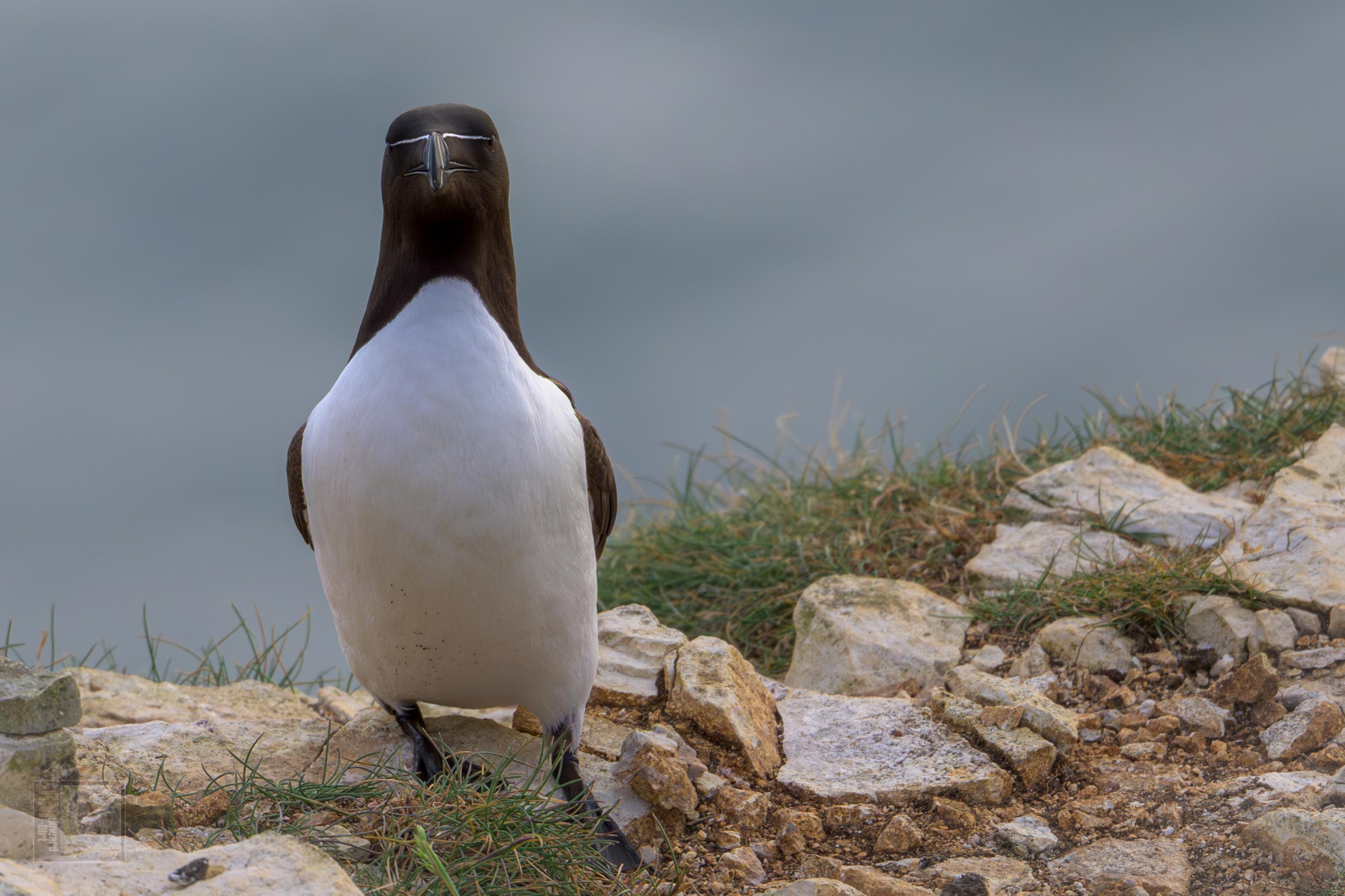 a black and white seabird stood on rocks at the top of a cliff