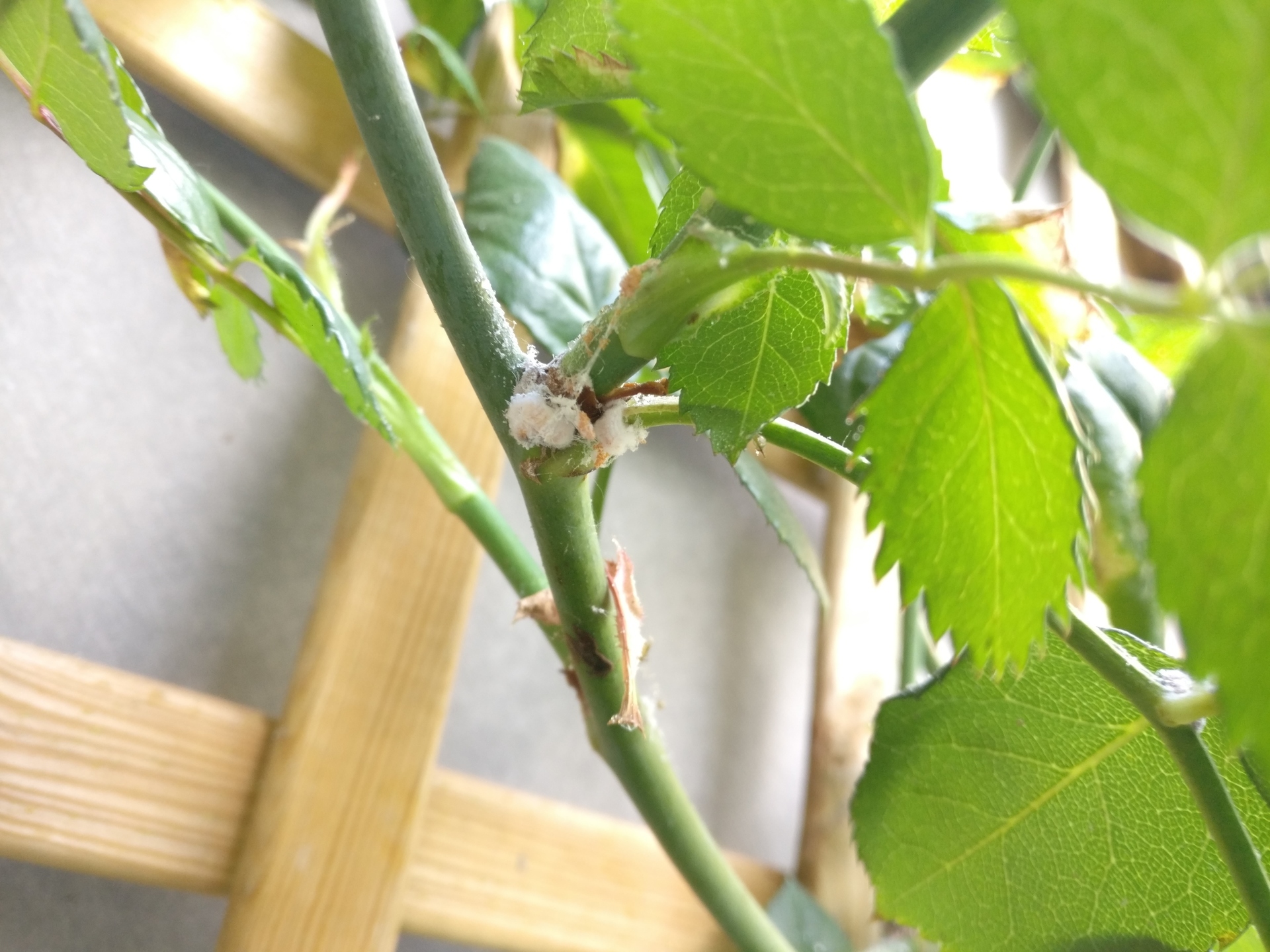 Photo of rose stem with white fluff  on the node