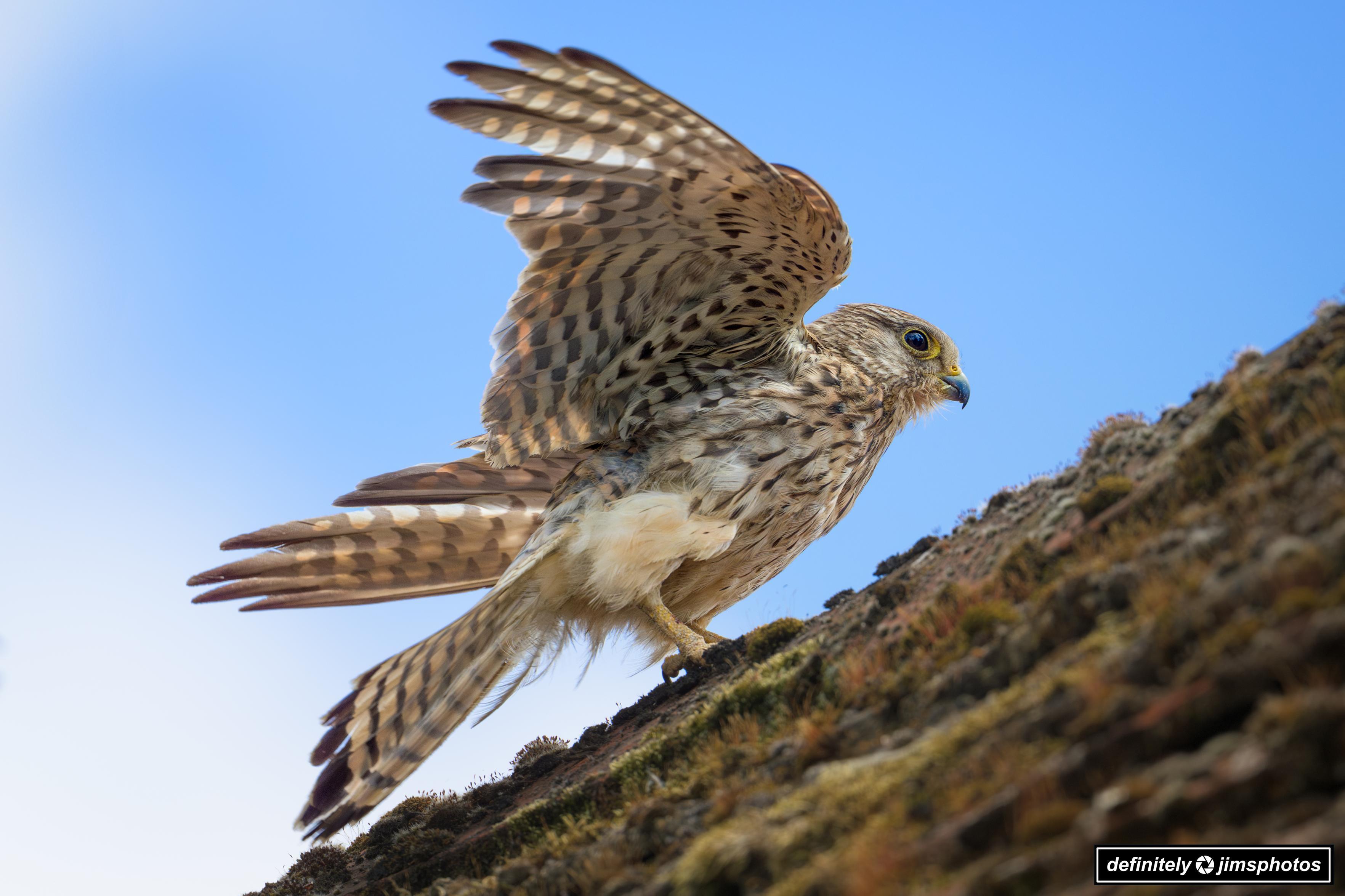 alt text
A bird of prey—female Kestrel—perches on a moss-dappled rocky surface with its wings partially spread, showcasing intricately patterned brown and white feathers. Its yellow eyes are alert and piercing, and the hooked beak hints at its predatory prowess. A clear blue sky forms the backdrop, enhancing the bird’s striking silhouette.
