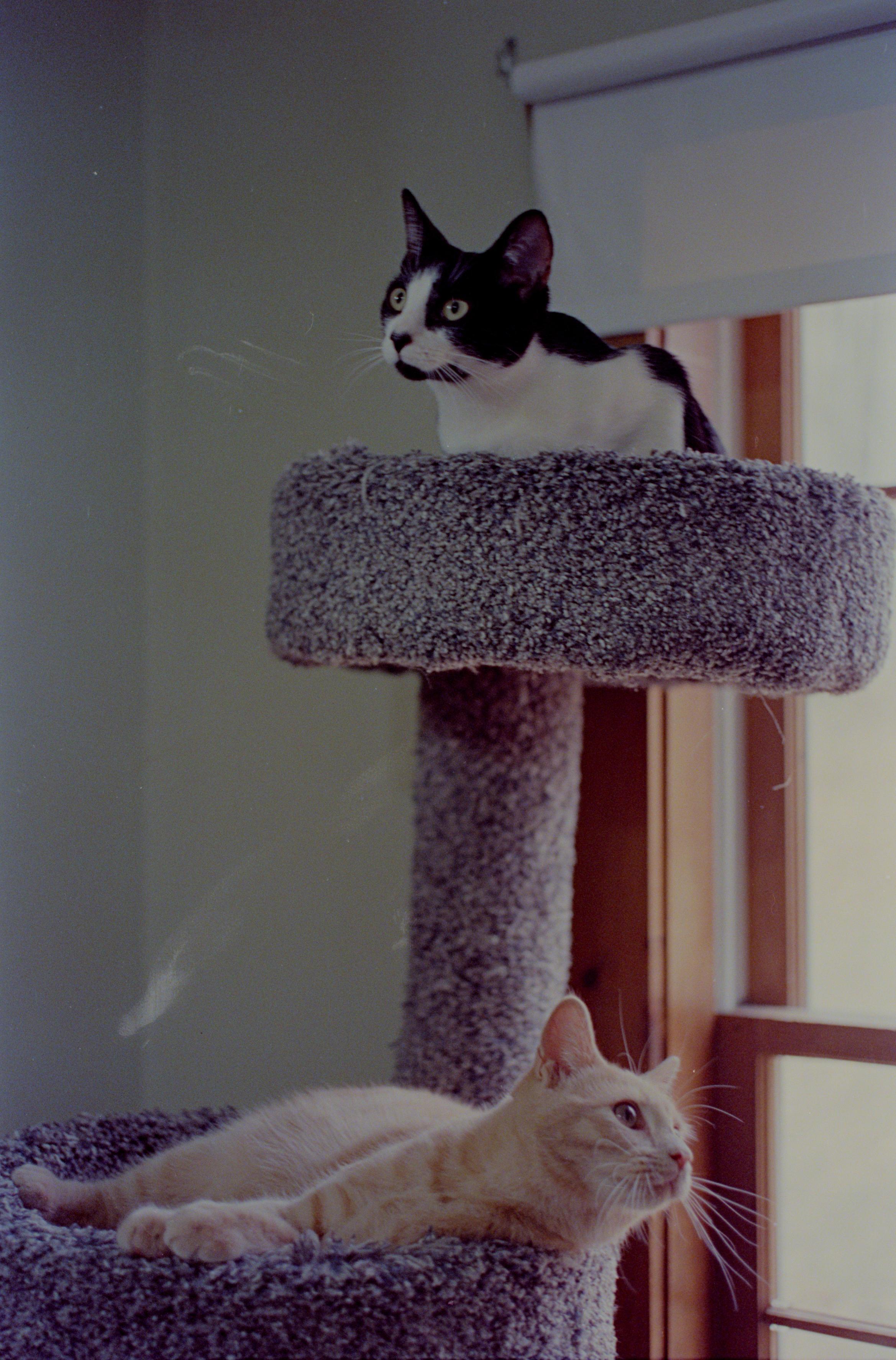 Two shelter cats chilling on their cat tree. They are cute.