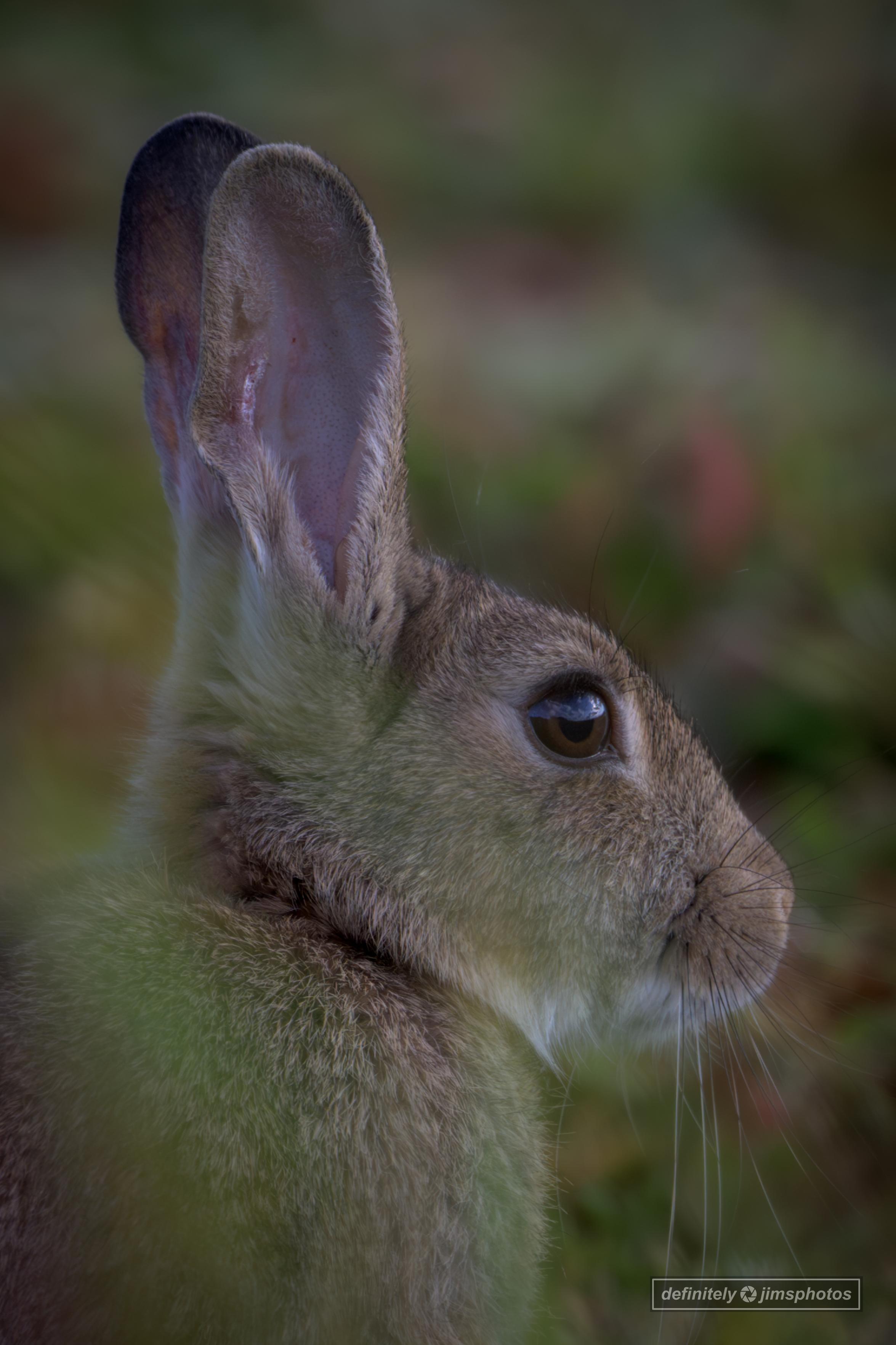 a photo of a rabbit taken through some long grass
