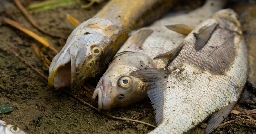 Śnięte ryby w Kanale Gliwickim w Światowy Dzień Monitoringu Wody