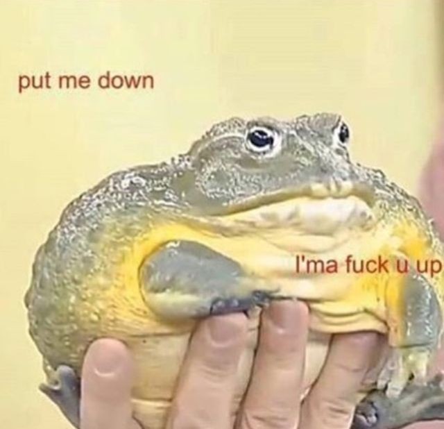 big ass round African bullfrog in hand with the text "put me down, I'ma fuck you up" which is funny because it's just a chubby little goober