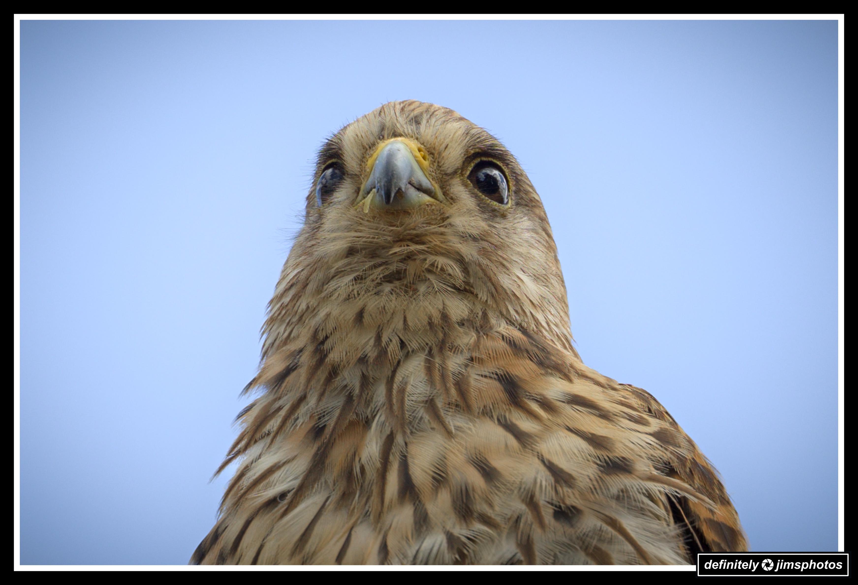 The female kestrel is a striking bird of prey, smaller than a pigeon but full of charisma. She wears warm brown plumage mottled with black, giving her a more cryptic appearance than her slate-grey-capped male counterpart. Her tail ends in a bold black band, edged with white, and her creamy chest is peppered with dark spots, like delicate ink splatters on parchment.