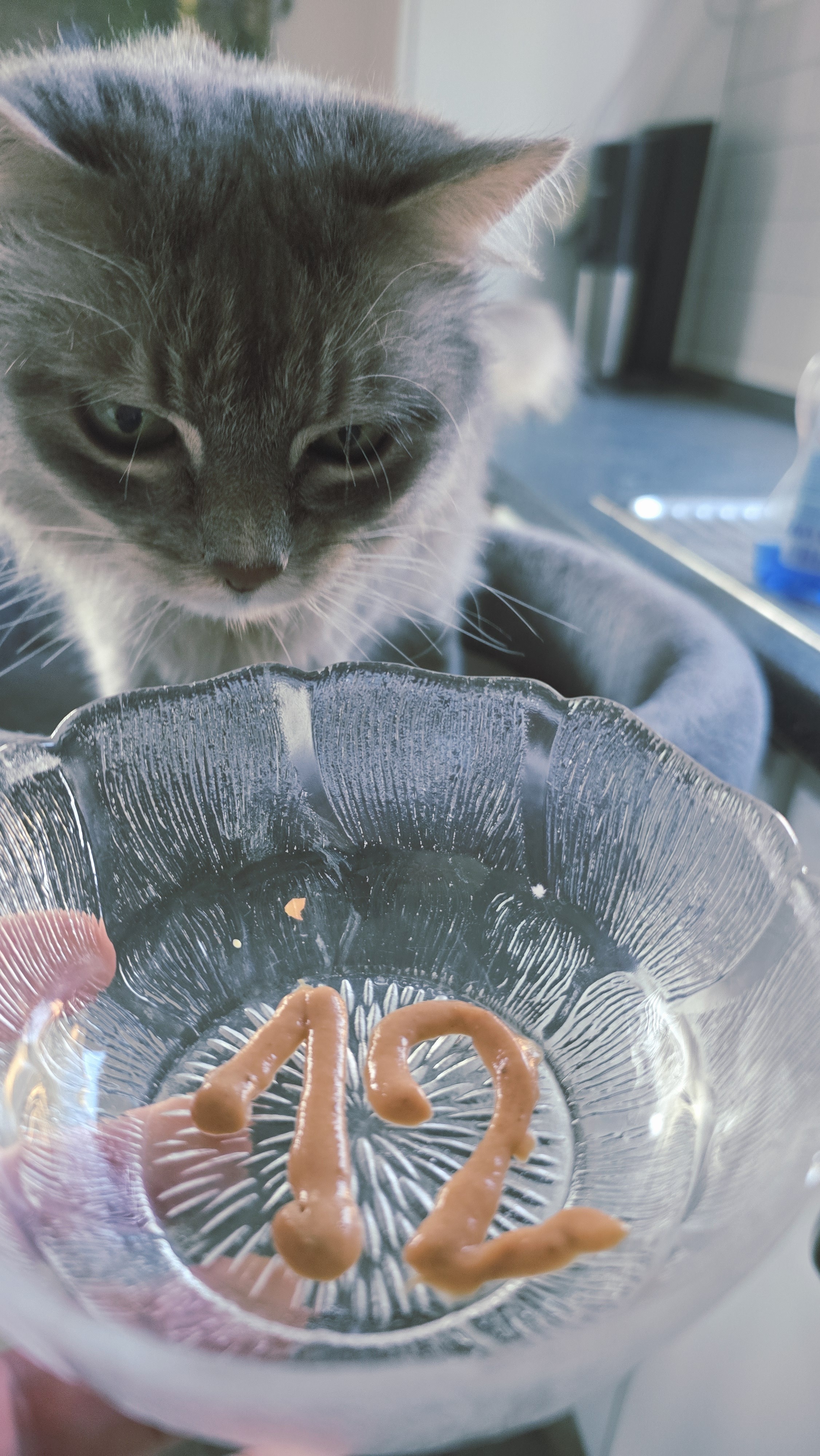 My cat Miez waiting for her multi-vitamin paste which is in the form of a 12